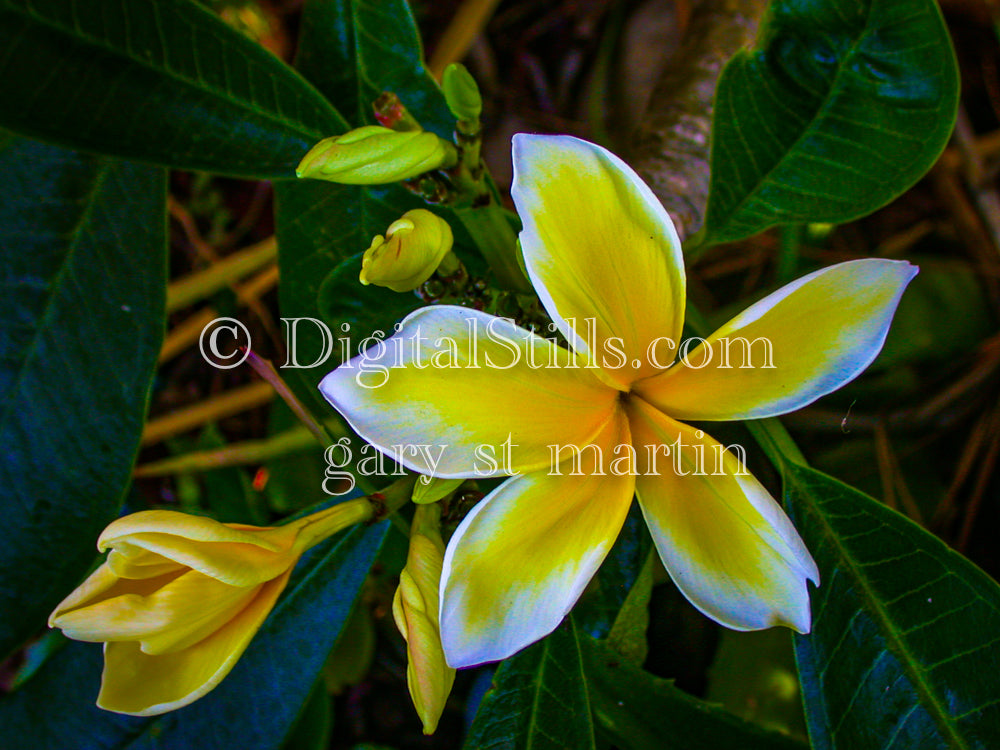 Plumeria Alba, Digital, Scenery, Flowers