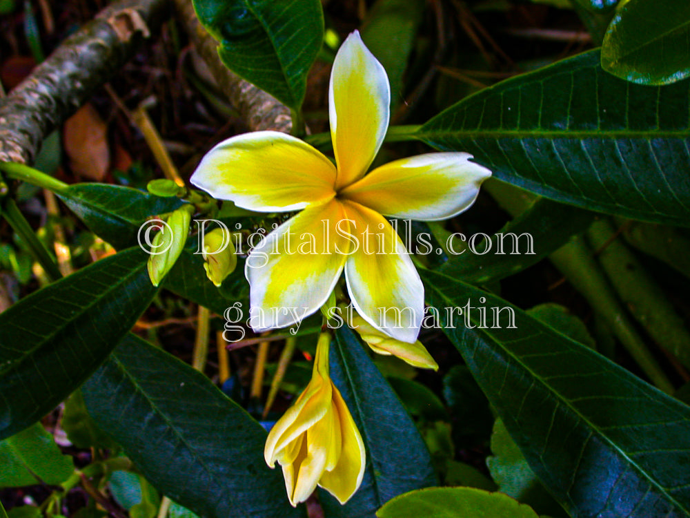 Plumeria Alba V4, Digital, Scenery, Flowers