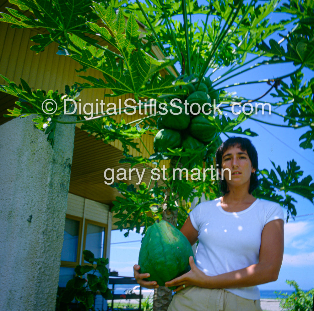 Papaya Tree, Analog, Color, Brazil
