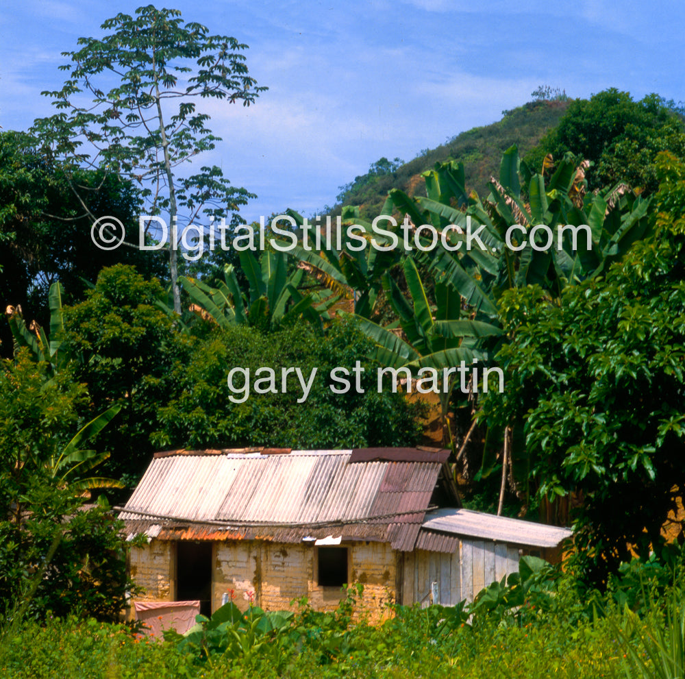 House surrounded by bananas, Analog, Color, Brazil