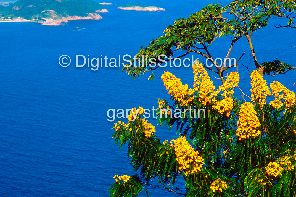 Cenostigma Pulviosum Flower