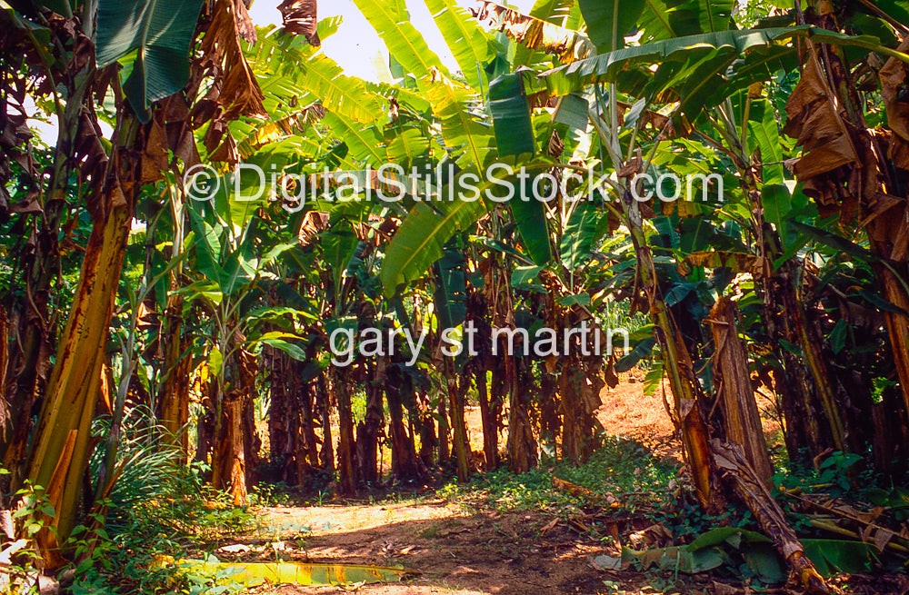 Banana trees with a dirt path through the middle