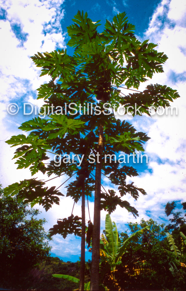Tall tree with large green leaves against a blue sky with clouds