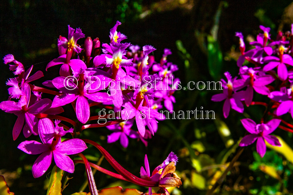 Epidendrum Secundum Flower Bundles V2, Digital, Scenery, Flowers