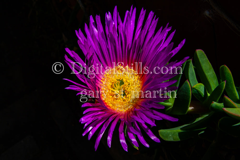 Chilean Sea Fig Dark Background V3, Digital, Scenery, Flowers