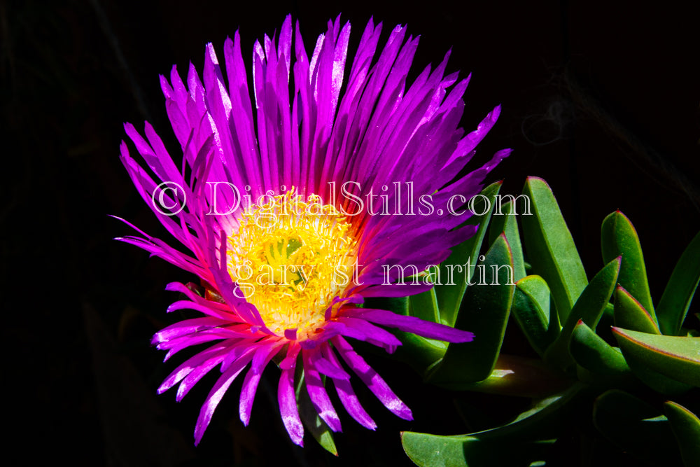 Chilean Sea Fig Dark Background, Digital, Scenery, Flowers