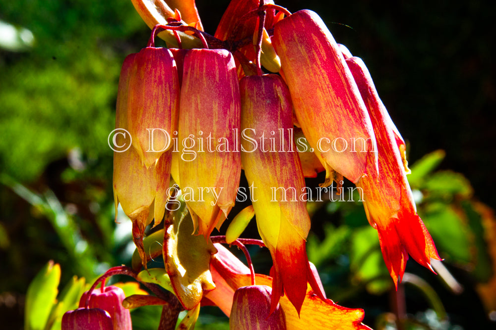 Bryophyllum Pinnatum, Digital, Scenery, Flowers
