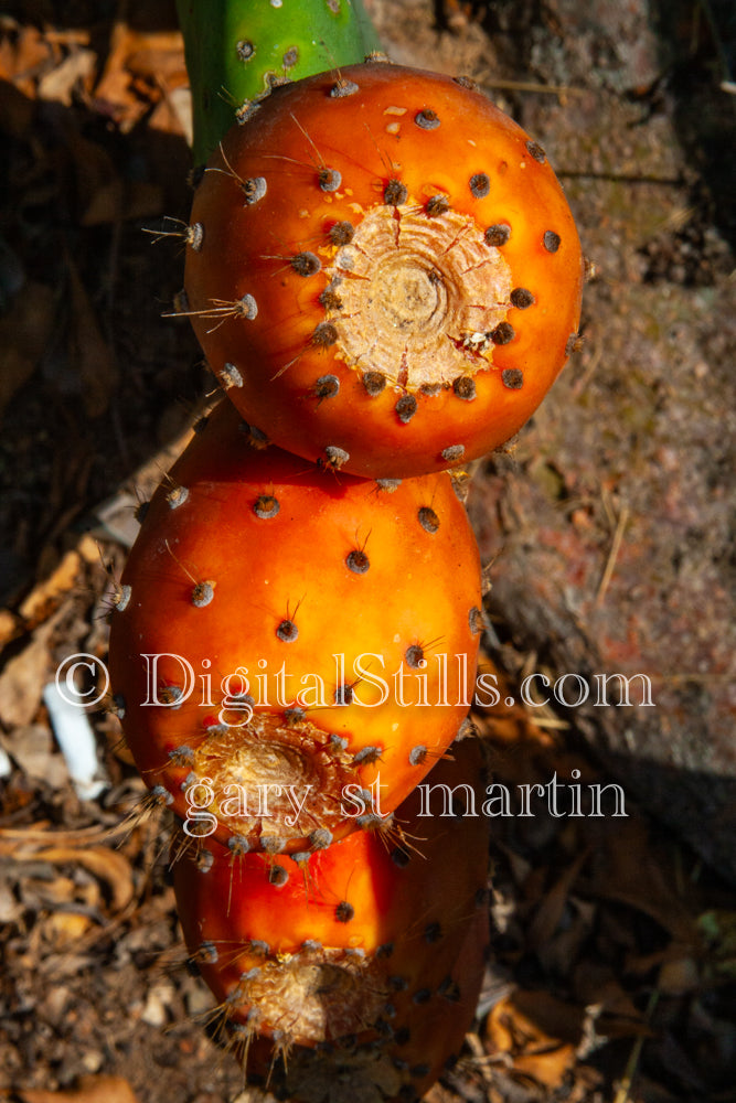 Prickly Pear Cactus Fruit, Scenery, Desert