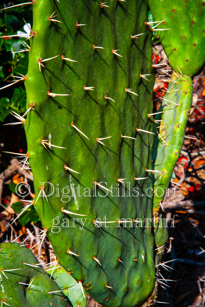 Vertical View Prickly Pear, Scenery, Desert