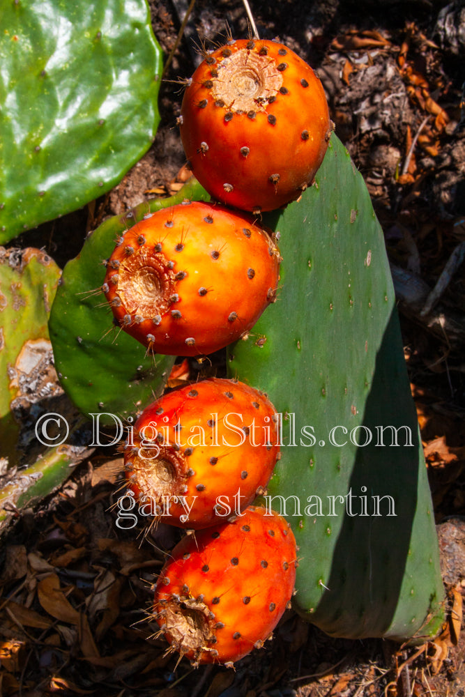 Vertical View Prickly Pear Fruit, Scenery, Desert