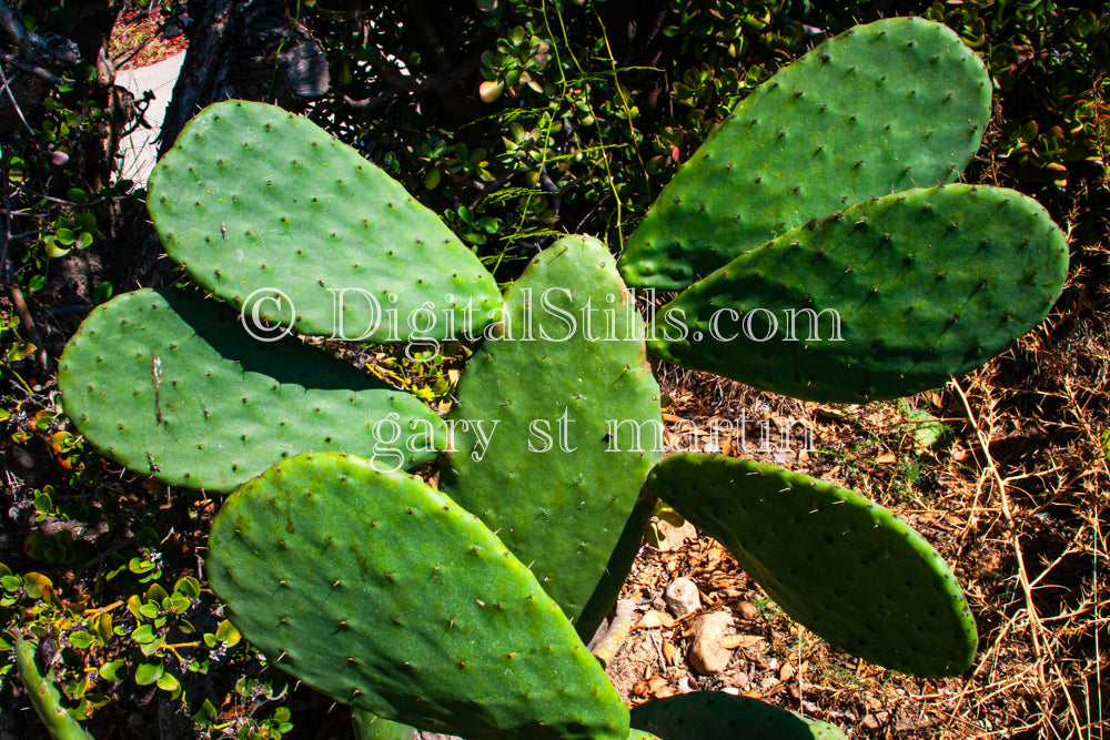 Fanned Prickly Pear Plant, Scenery, Desert