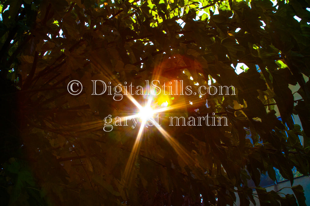 Sun Shining Through Tree Leaves, Digital, Scenery, Flowers