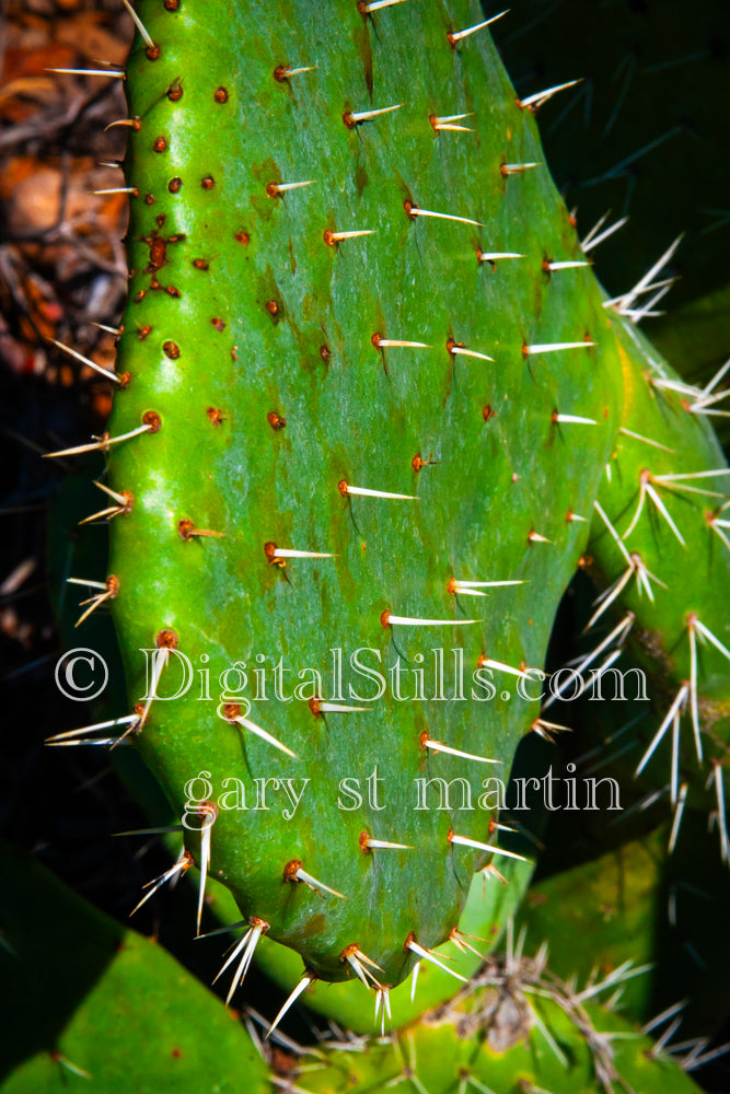 Closeup Prickly Pear, Scenery, Desert