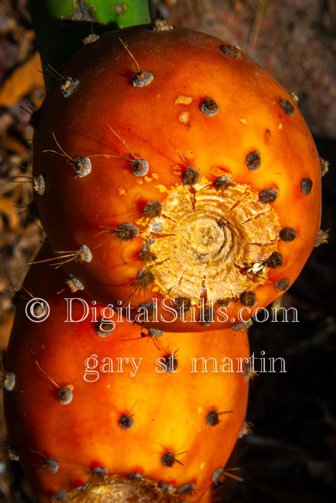 Orange Prickly Pear Pair, Scenery, Desert