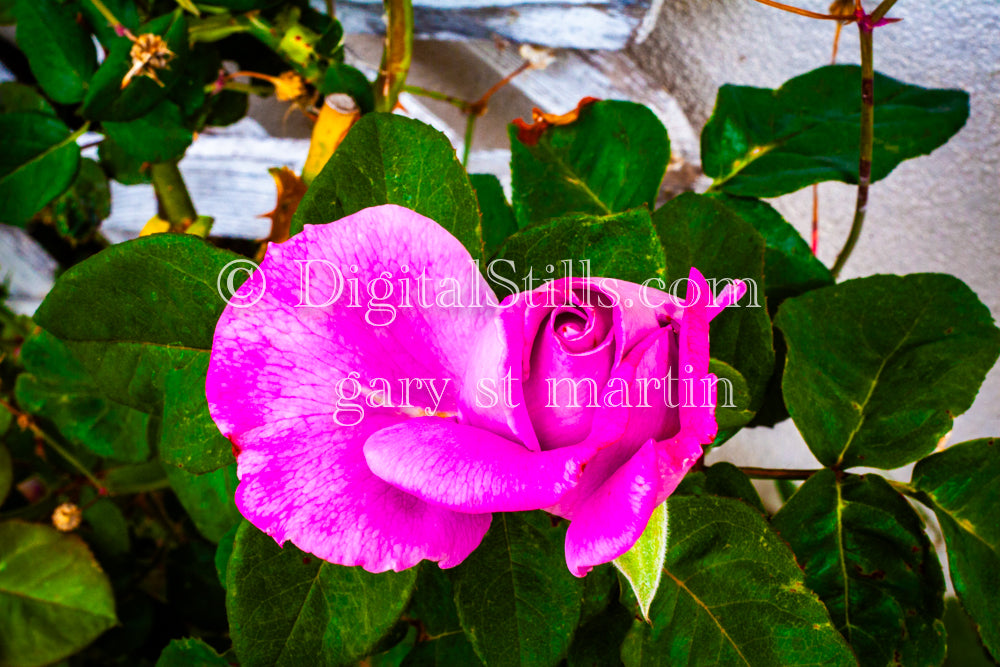 Pink Rose Opening, Digital, Scenery, Flowers