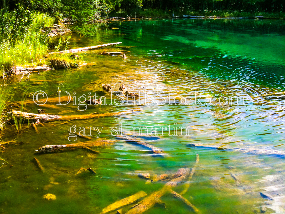 Ducks swimming together over logs Springs, digital big springs