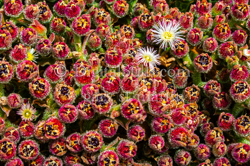 Common Iceplant, Digital, Scenery, Flowers