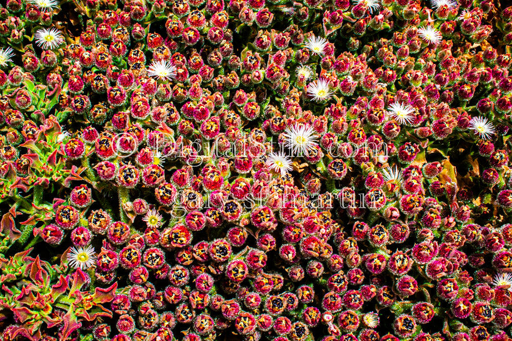 Common Iceplant V2, Digital, Scenery, Flowers
