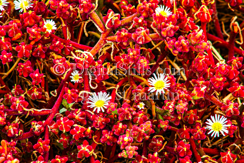 Red Slenderleaf Iceplant V2, Digital, Scenery, Flowers