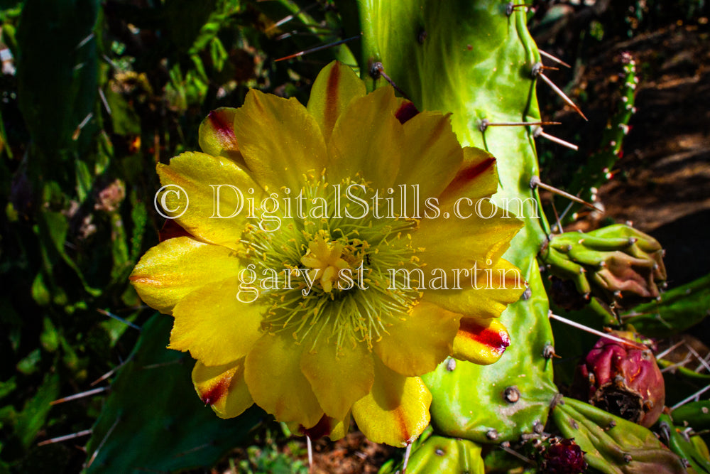 Prickly Pear Flower, Scenery, Desert