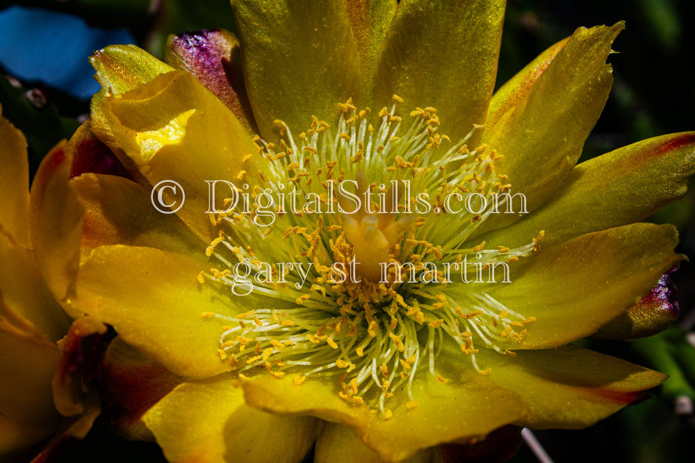 Prickly Pear Flower Closeup, Scenery, Desert