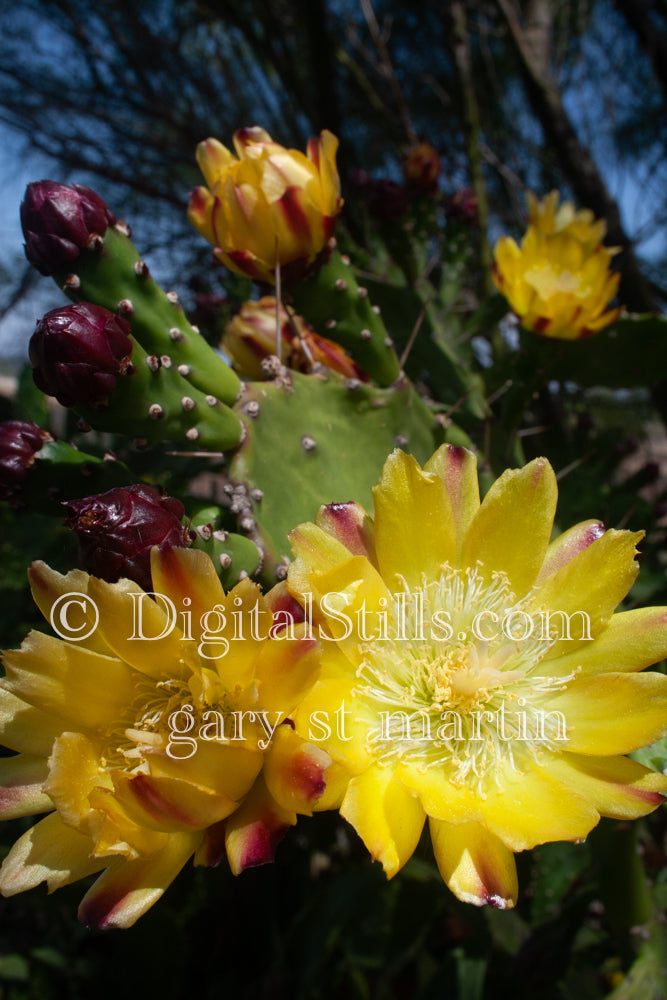 Prickly Pear Budding Fruit and Flower, Scenery, Desert