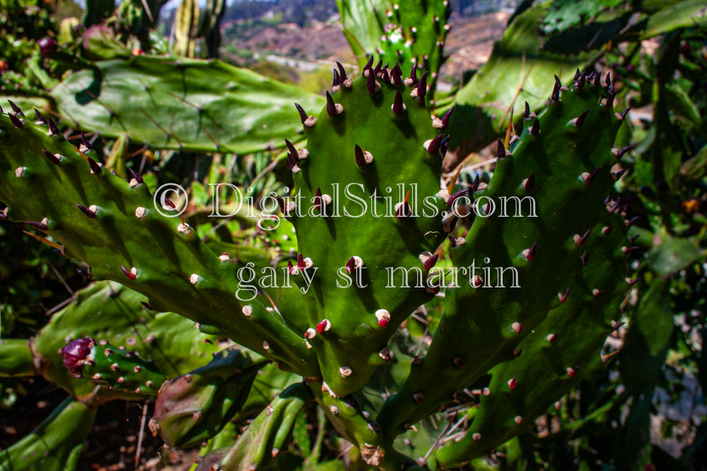 Prickly Pear Budding Flowers, Scenery, Desert