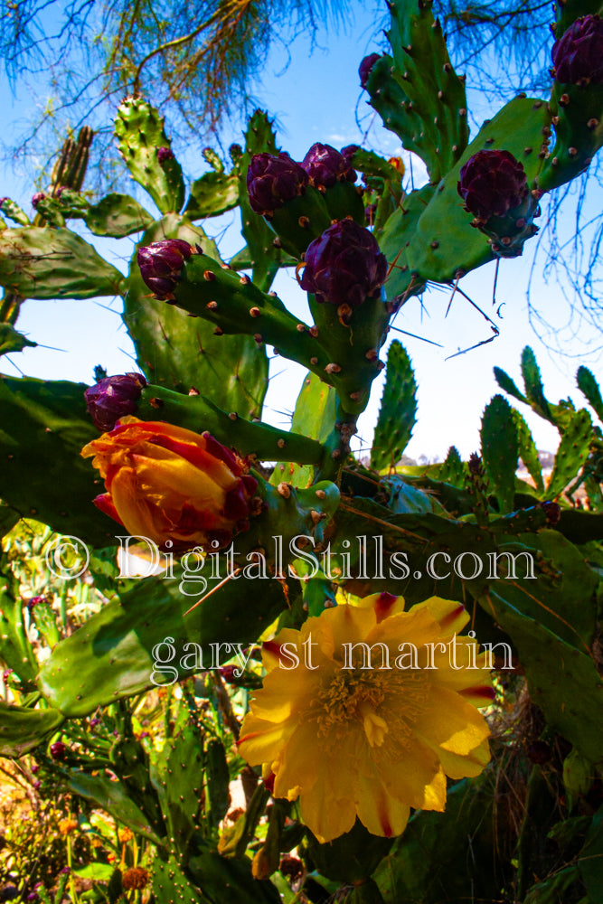Multicolor Prickly Pear Flowers, Scenery, Desert