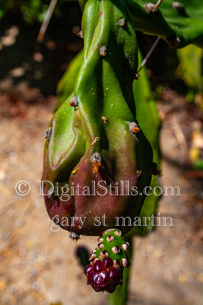 Prickly Pear Pad with Bud, Scenery, Desert