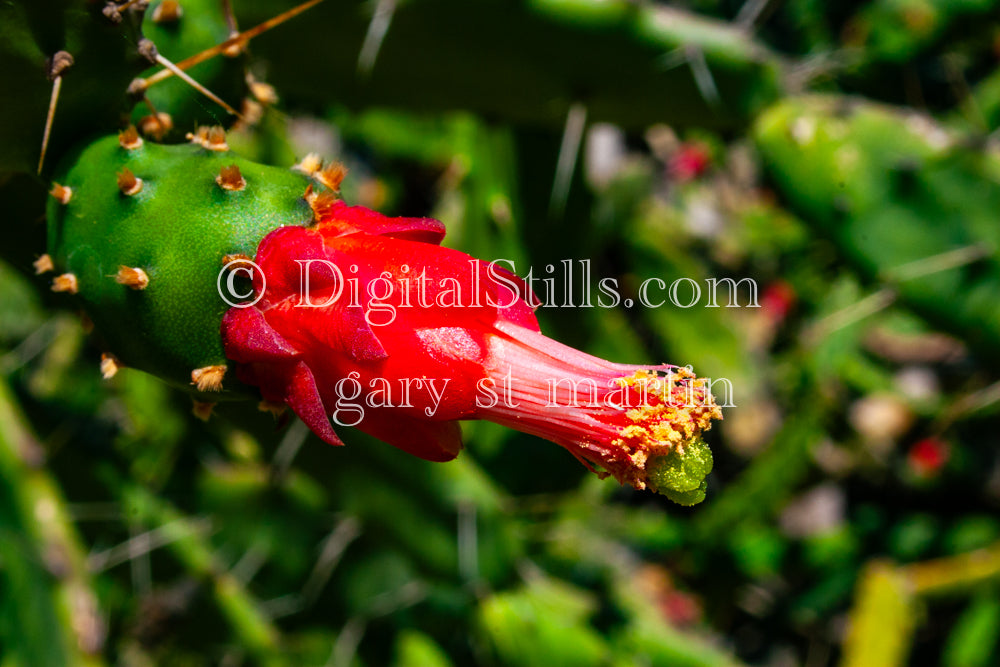 Prickly Pear Red Blossom, Scenery, Desert