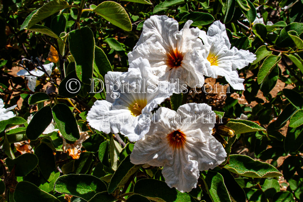 Texas Olive Plant with Blossoms, Scenery, Desert