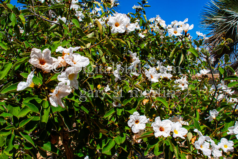 Texas Olive Plant with Blossoms, Scenery, Desert