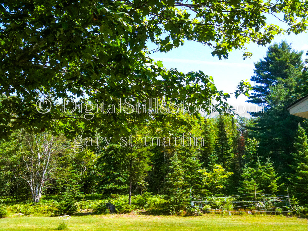 Out in the forest, digital Grand Marais