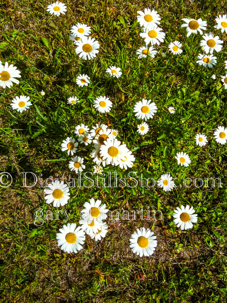 Oxeye daisies , digital Grand Marais