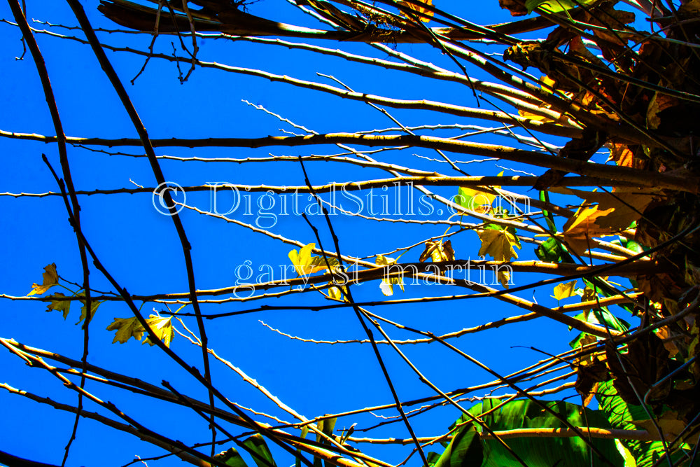 Sideways Branches V2, Digital, Scenery, Flowers