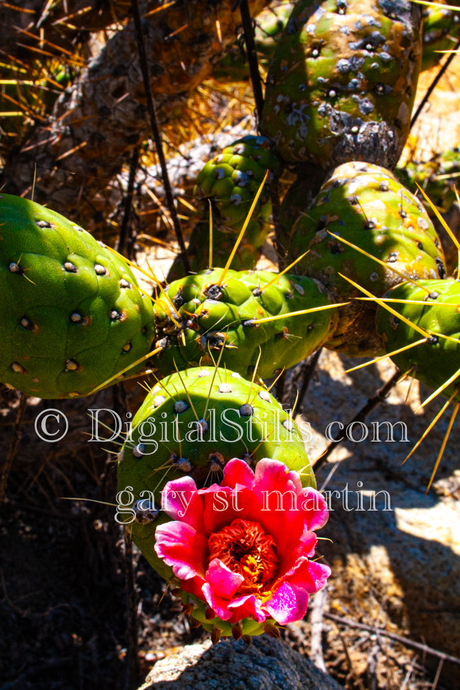 Echinocereus Flower and Base, Scenery, Desert