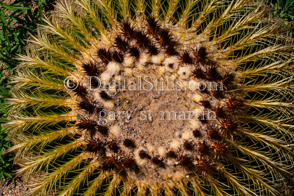 Golden Barrel Cactus Top Down View, Scenery, Desert