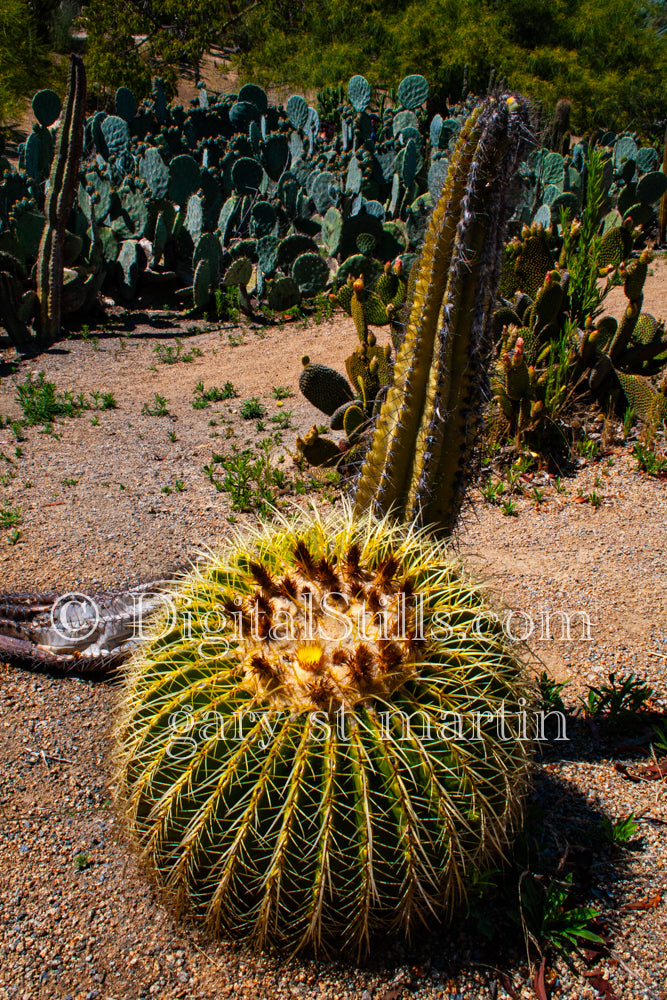 Golden Barrel Cactus, Scenery, Desert