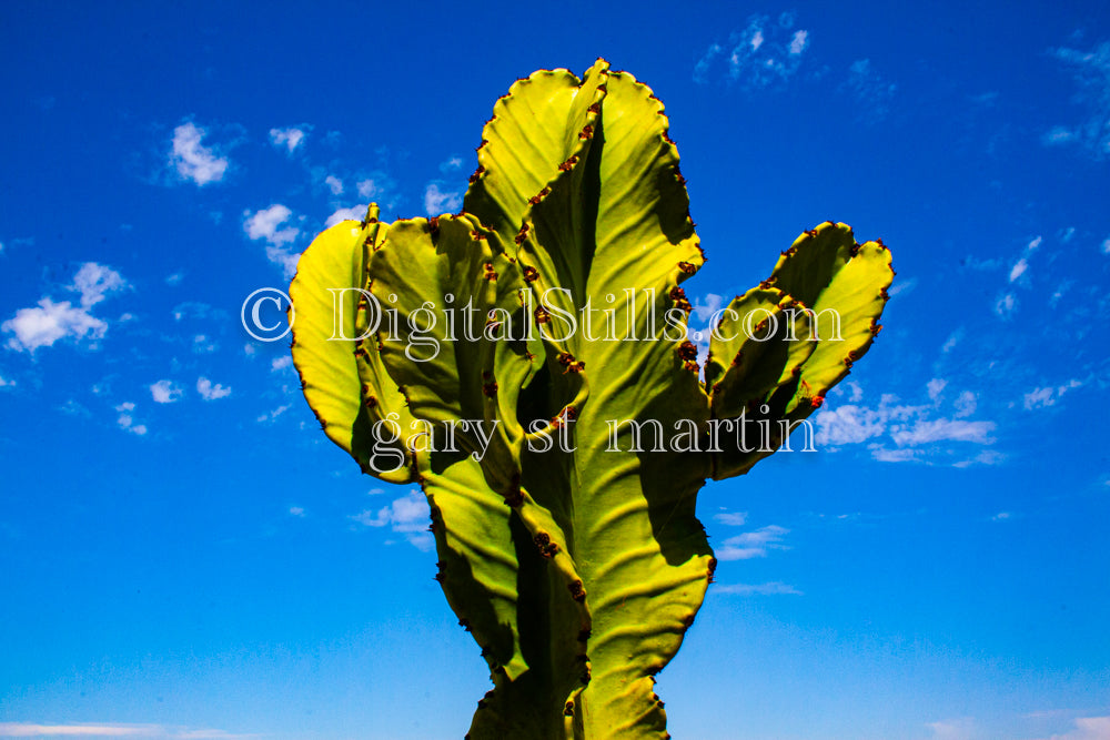 Spurge Cactus, Scenery, Desert