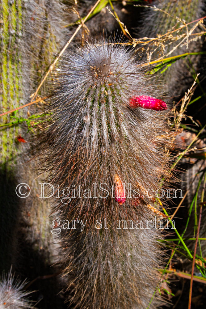 Old Growth Cactus with pink buds, Scenery, Desert