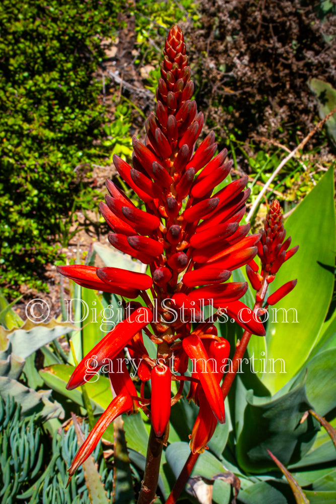 Aloe Leaf Flower Stalk, Scenery, Desert