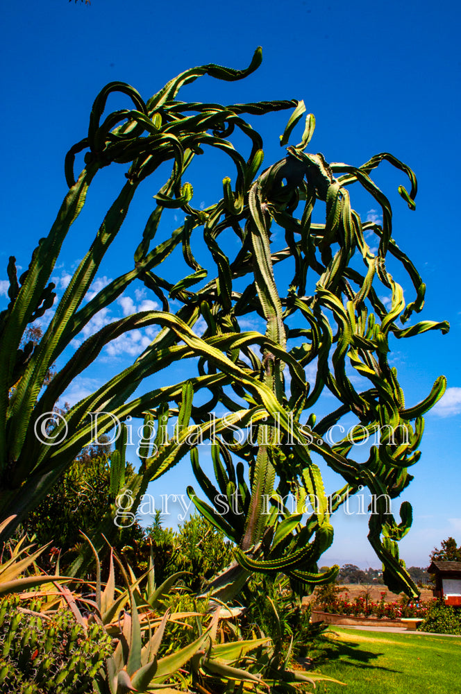 Dragon Fruit Cactus, Scenery, Desert