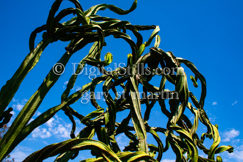 Dragon Fruit Cactus Horizontal, Scenery, Desert