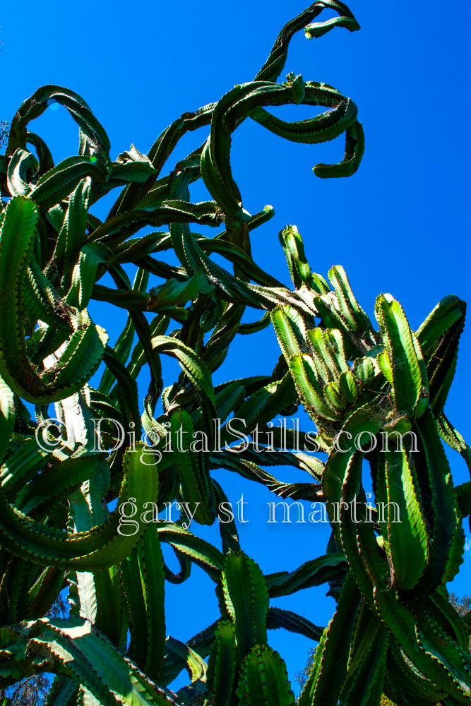 Dragon Fruit Cactus Vertical, Scenery, Desert
