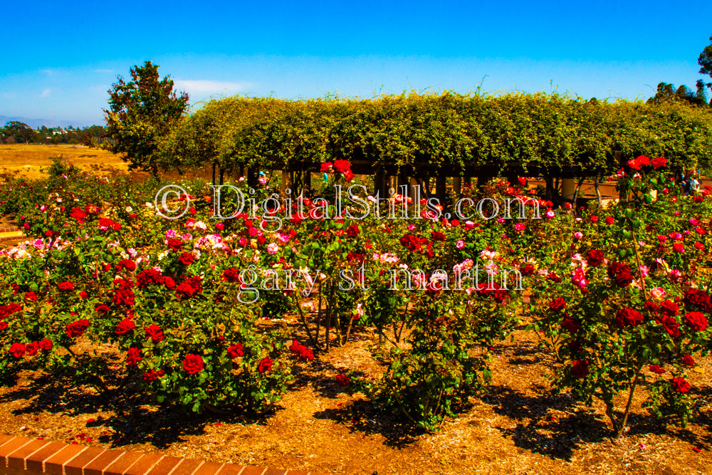 Garden Rose Bushes Wide View, Digital, Scenery, Flowers