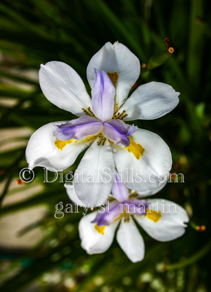 Fortnight Lily Pair, Digital, Scenery, Flowers