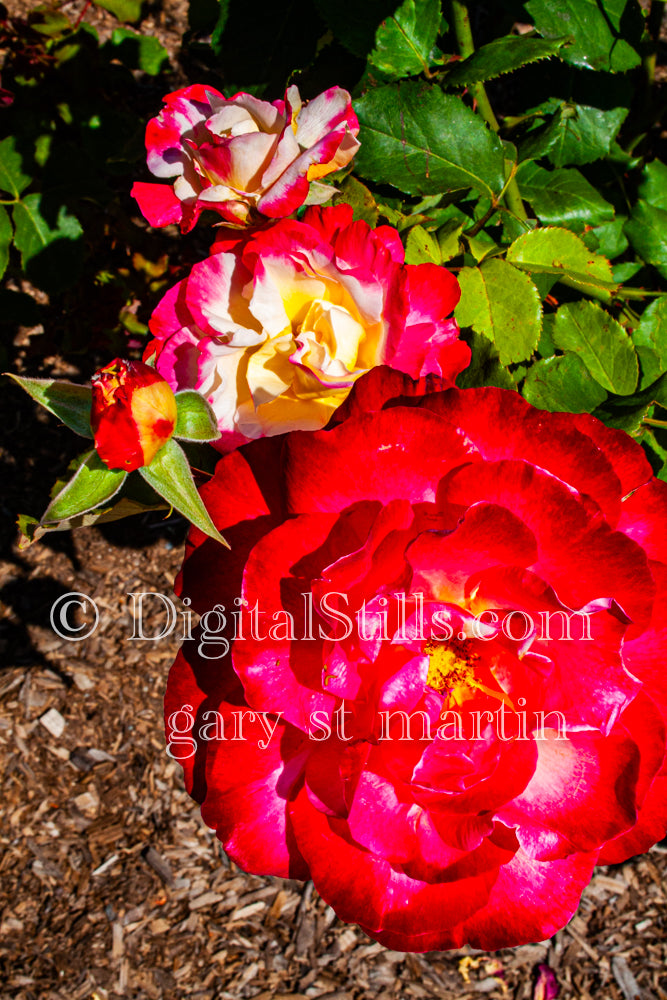 Red and White Garden Roses V2, Digital, Scenery, Flowers