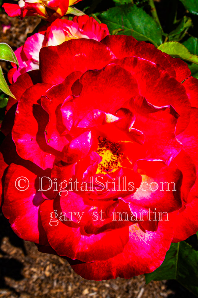 Camellia Rose V2, Digital, Scenery, Flowers