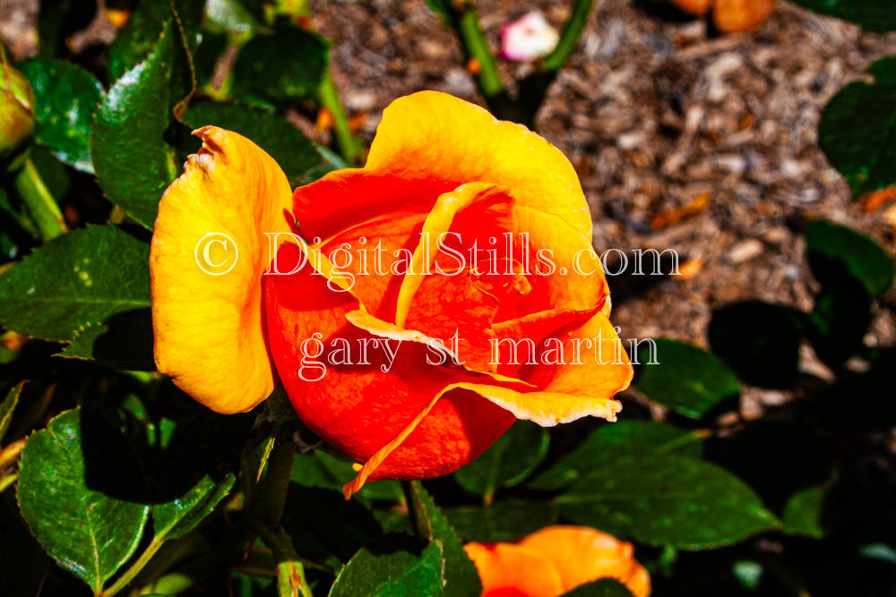 Orange Garden Rose, Digital, Scenery, Flowers