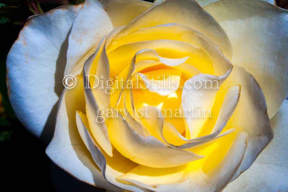 White Rose with Golden Center, Digital, Scenery, Flowers